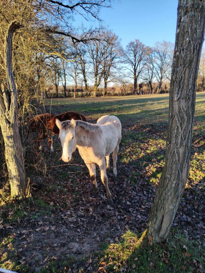 Pouliche Quarter Horse PP