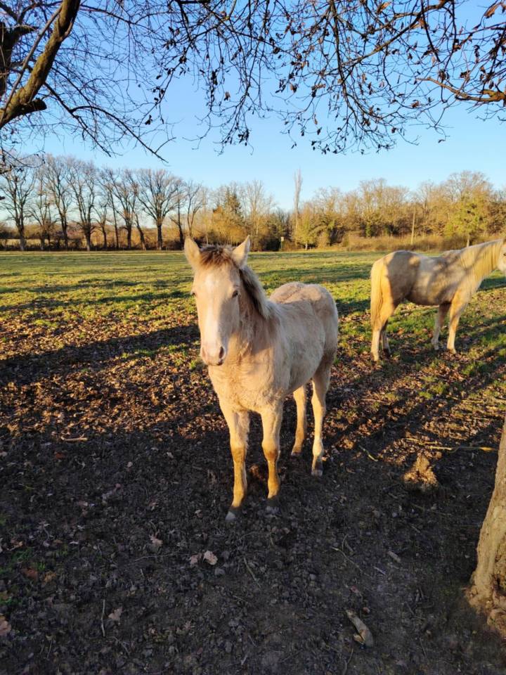 Pouliche Quarter Horse PP
