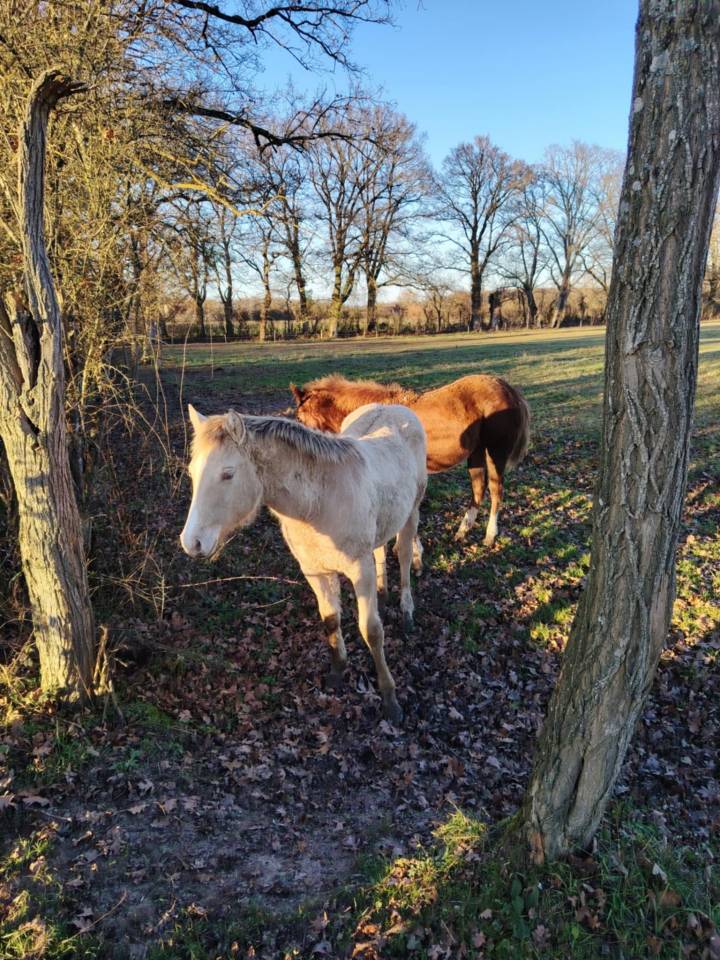 Pouliche Quarter Horse PP
