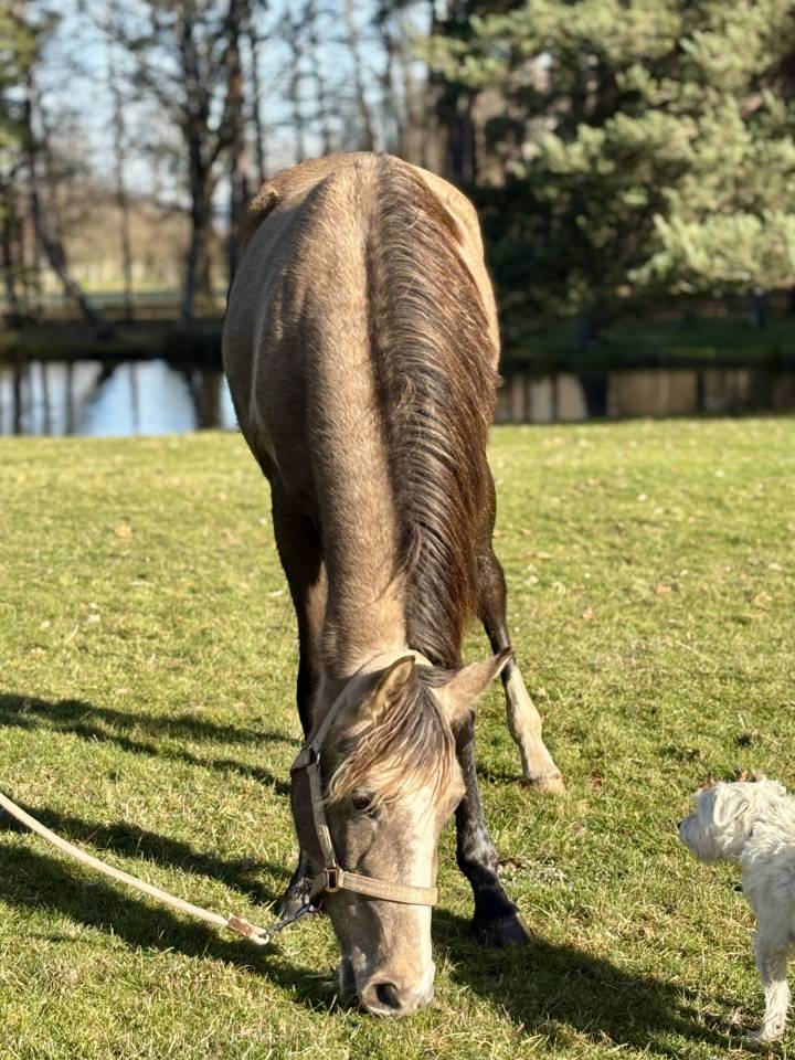 Jument ONC barbe arabe 