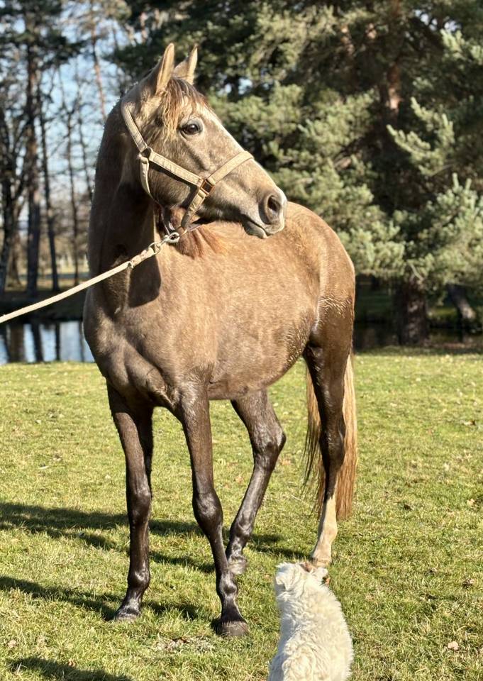 Jument ONC barbe arabe 