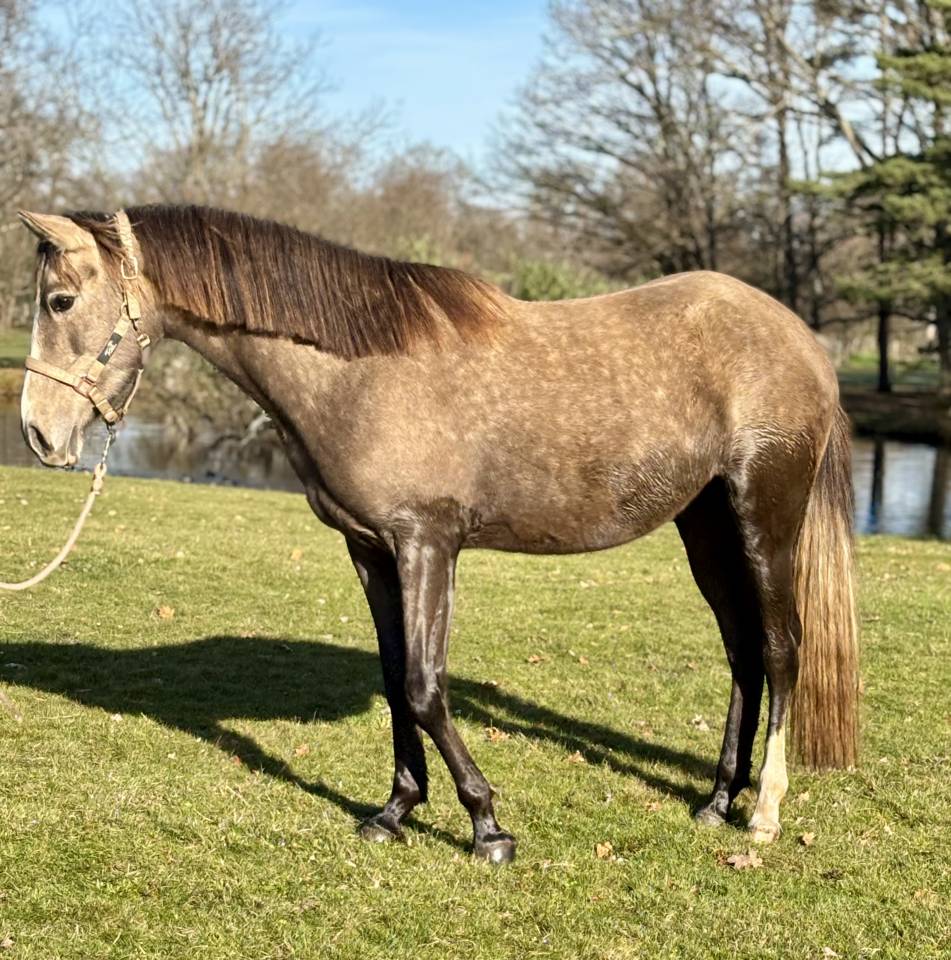 Jument ONC barbe arabe 