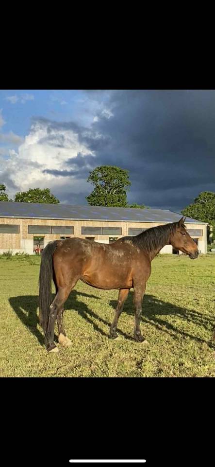 Jument selle fran&ccedil;ais 