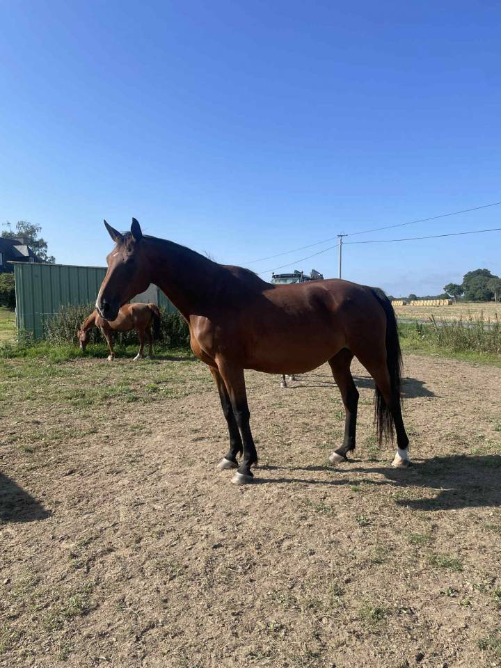 Jument selle fran&ccedil;ais 