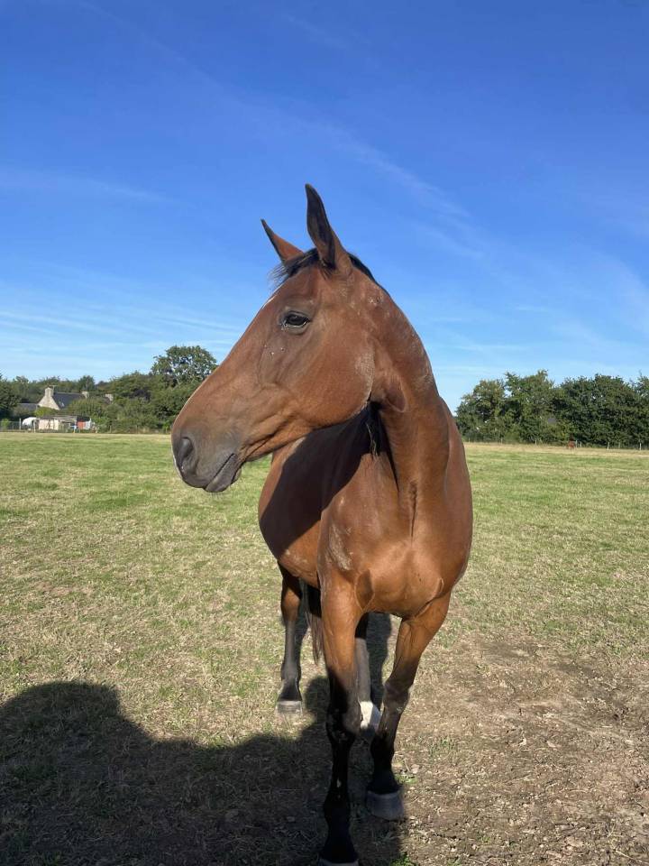 Jument selle fran&ccedil;ais 