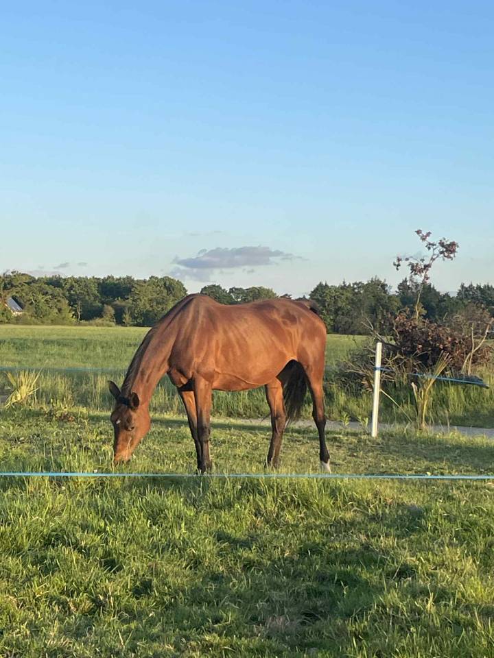 Jument selle fran&ccedil;ais 