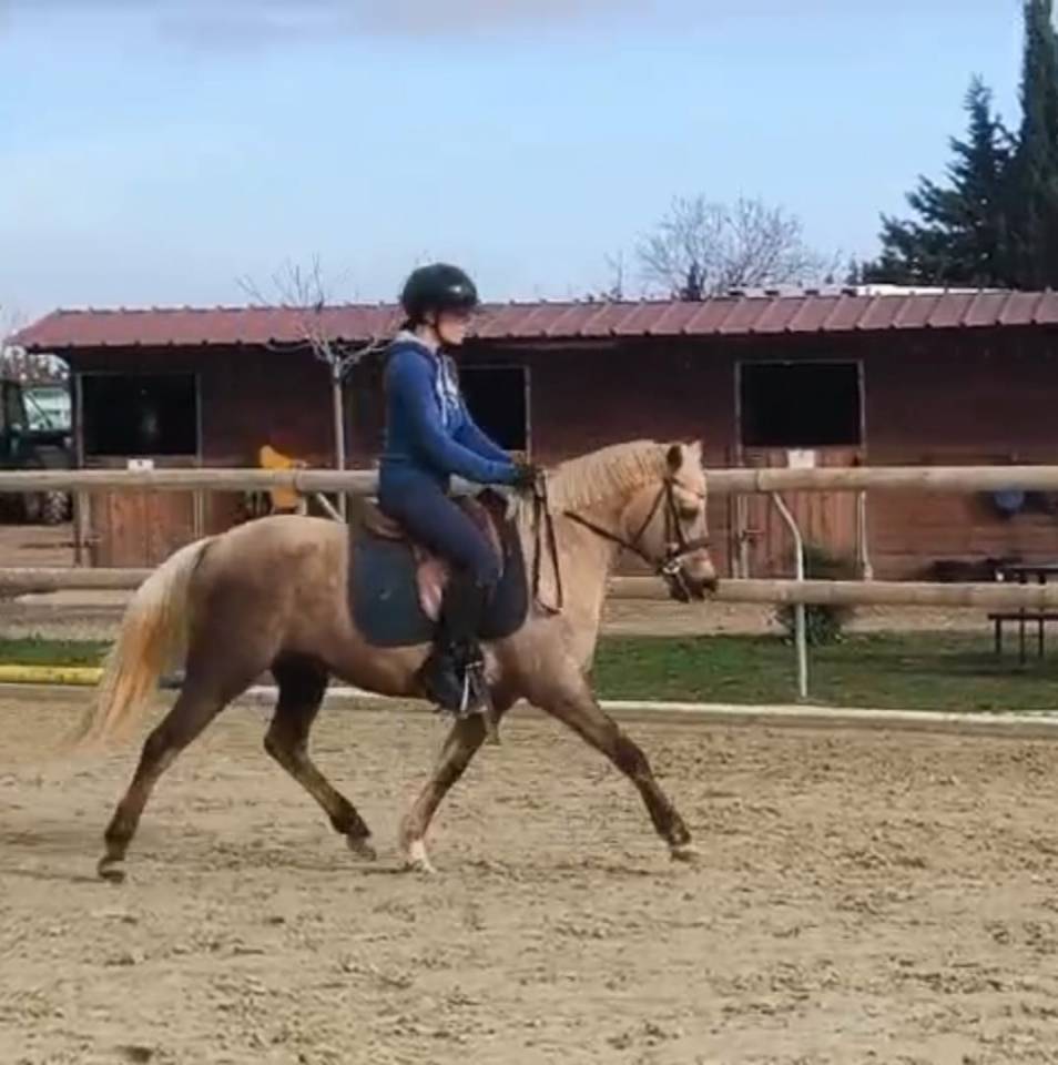 Ponette d'exception fille de Comso Callidus