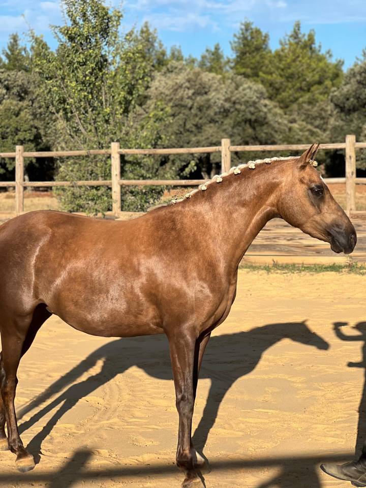 Ponette d'exception fille de Comso Callidus