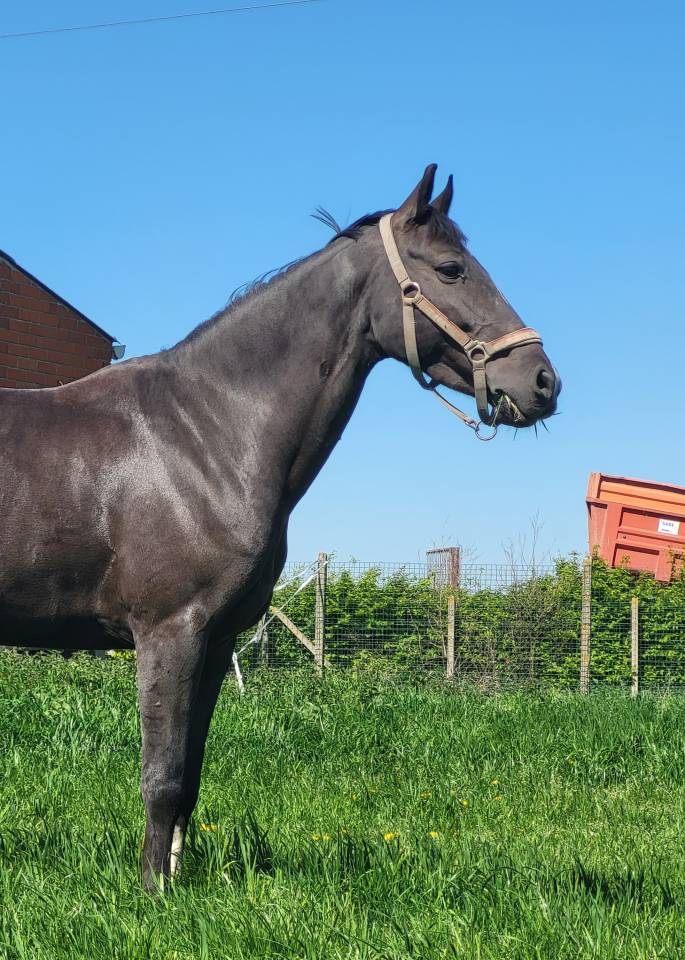 Ponette de sport