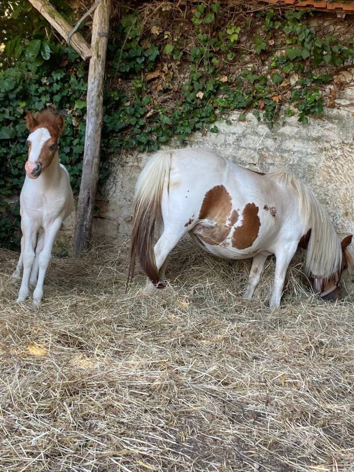 Poulain OC pie yeux bleus possible welsh part bred