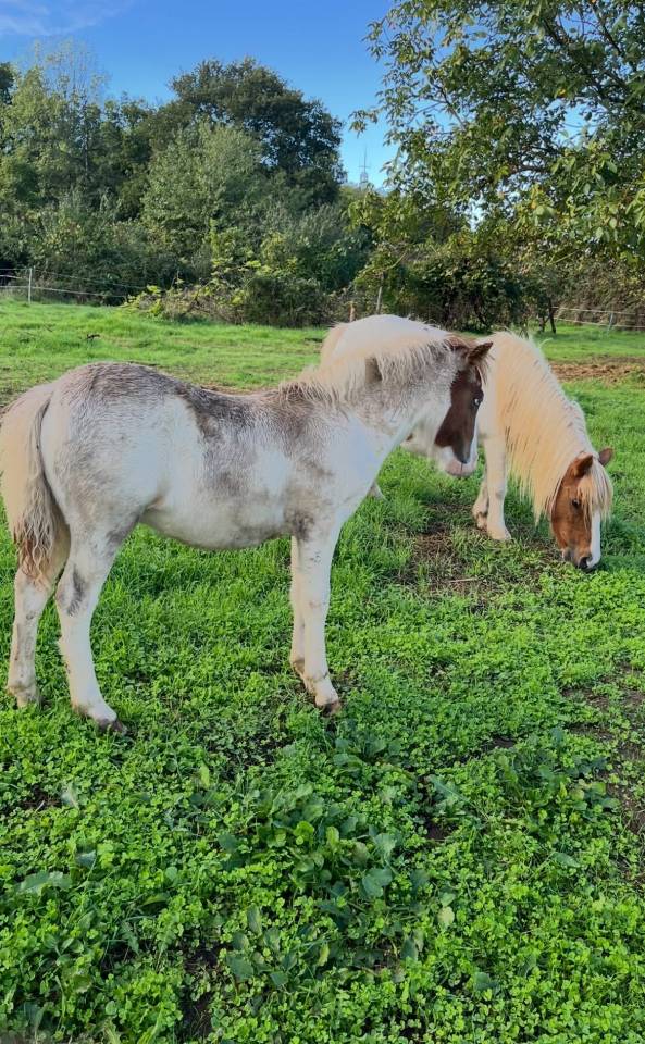 Poulain OC pie yeux bleus possible welsh part bred