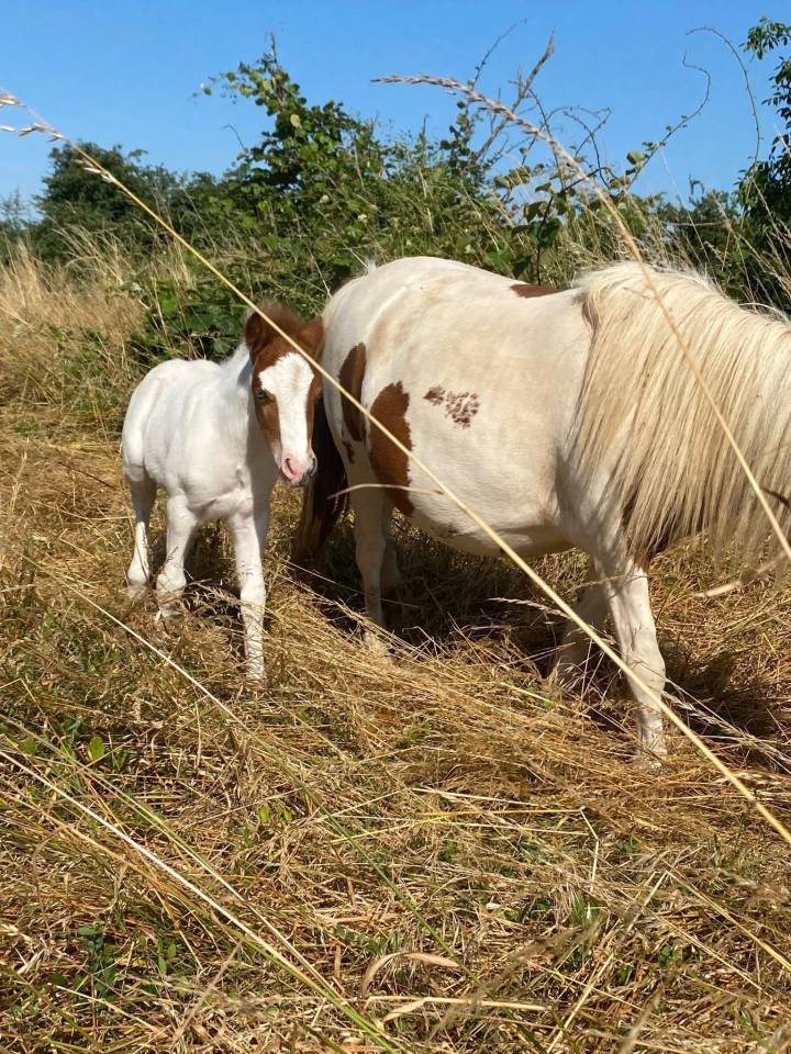 Poulain OC pie yeux bleus possible welsh part bred