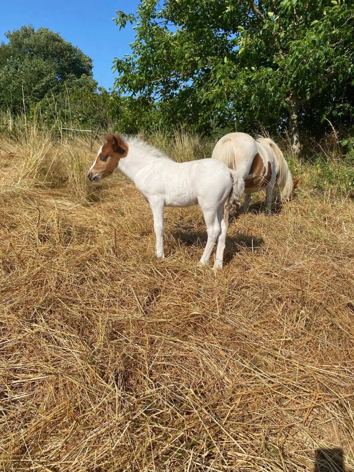 Poulain OC pie yeux bleus possible welsh part bred