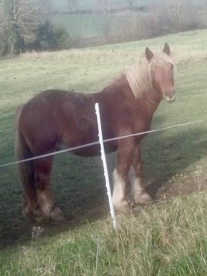 Jeune cheval comtois