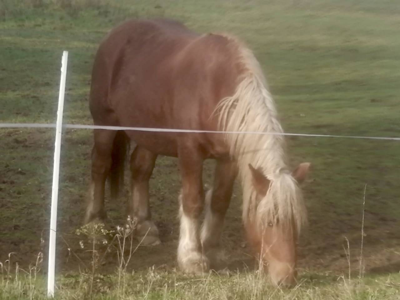 Jeune cheval comtois