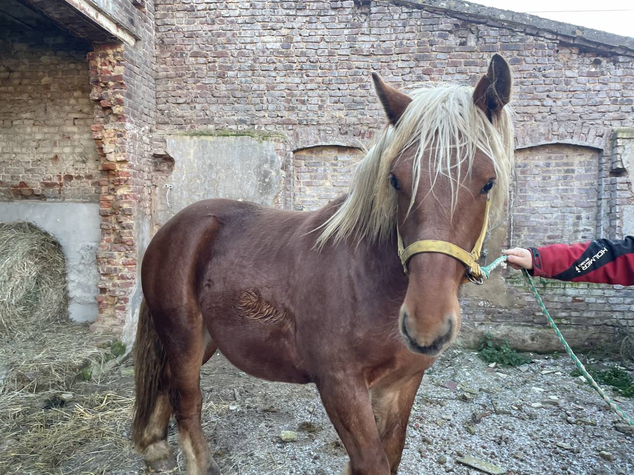 Jeune cheval comtois