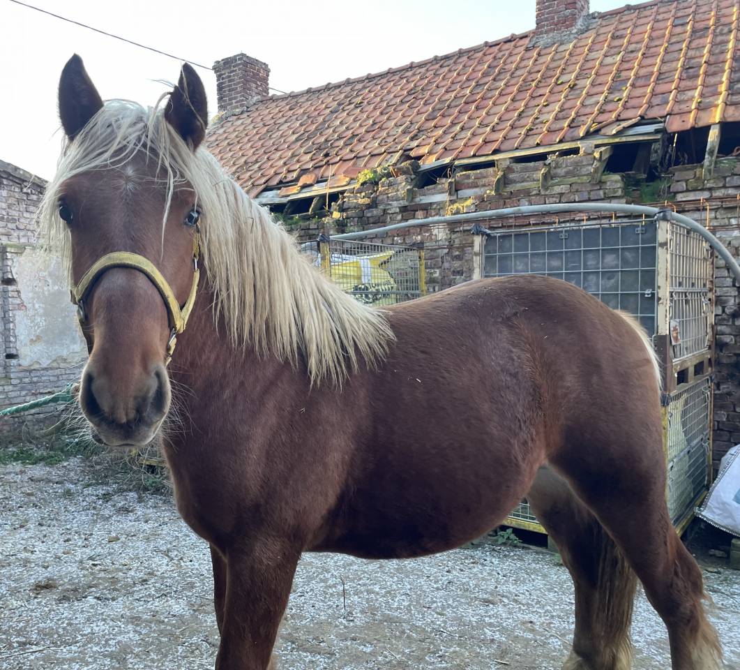 Jeune cheval comtois