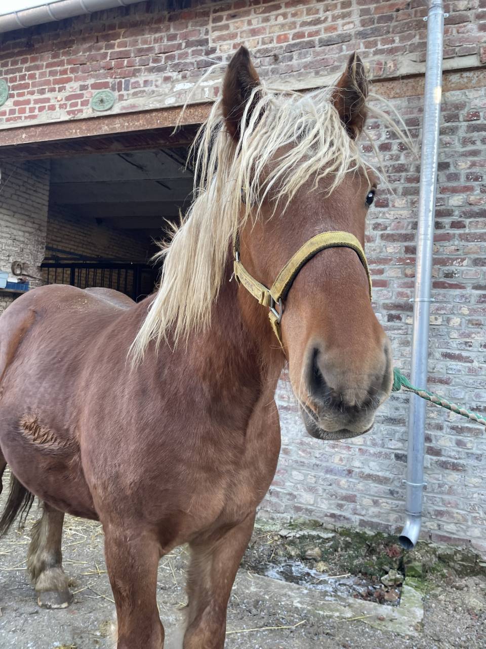 Jeune cheval comtois