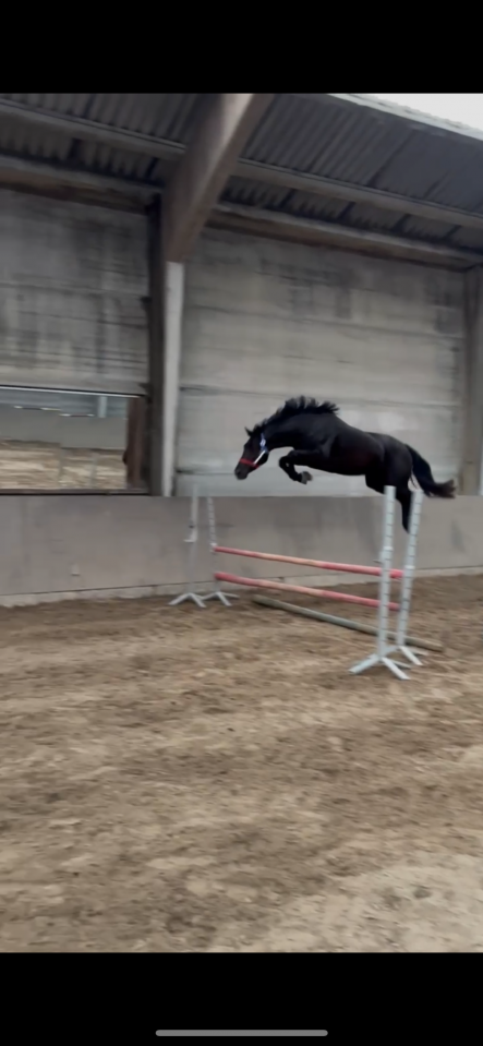 Jument kwpn - 4 ans - DOUGLASS X AREZZO VDL - 162cm 