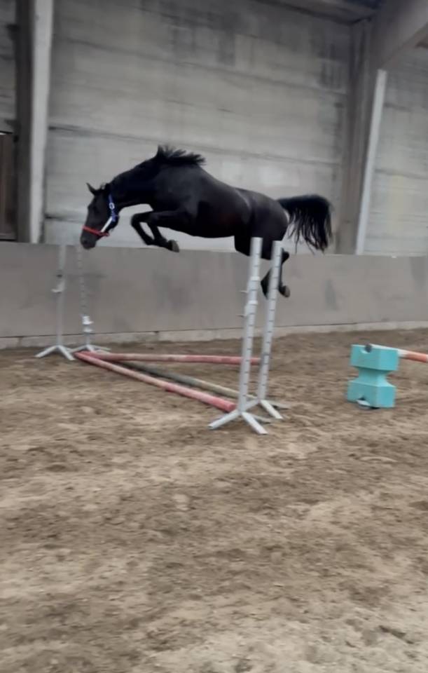 Jument kwpn - 4 ans - DOUGLASS X AREZZO VDL - 162cm 