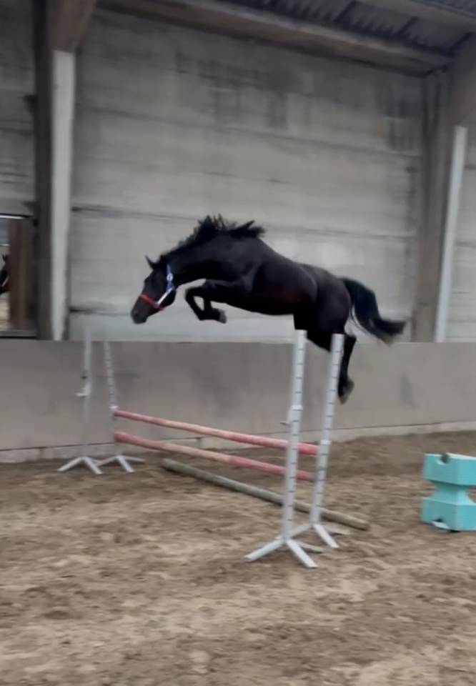 Jument kwpn - 4 ans - DOUGLASS X AREZZO VDL - 162cm 
