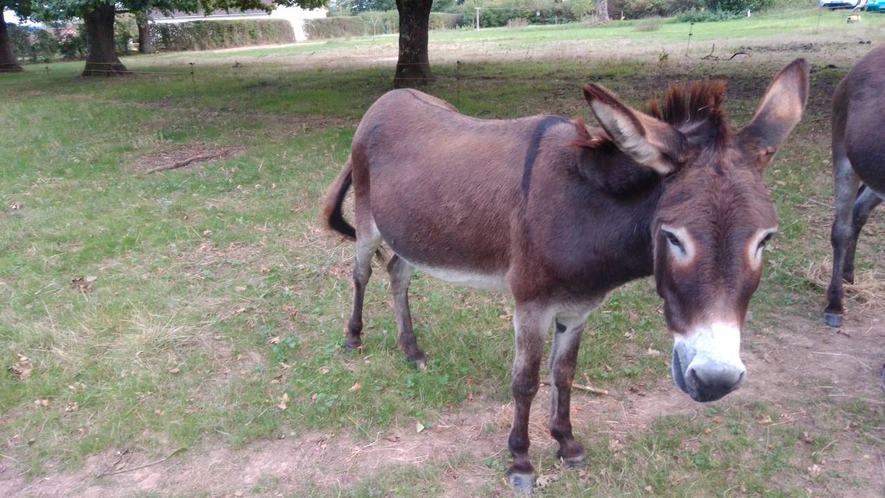 ANESSE DE TYPE BOURBONAIS