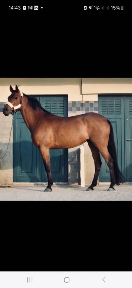 Jument &agrave; vendre