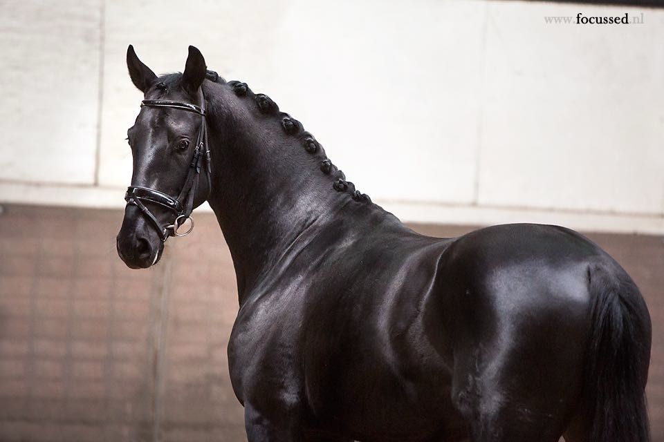 Cherche un DP pour mon cheval 