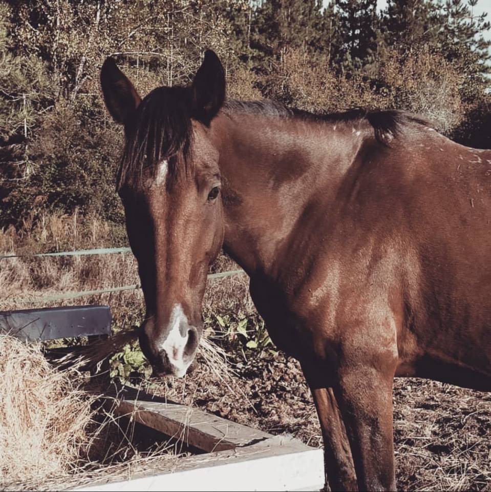 Cheval &agrave; vendre ou confiage 
