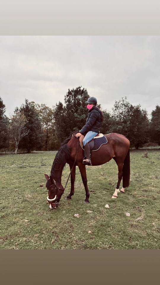 Cheval &agrave; vendre ou confiage 