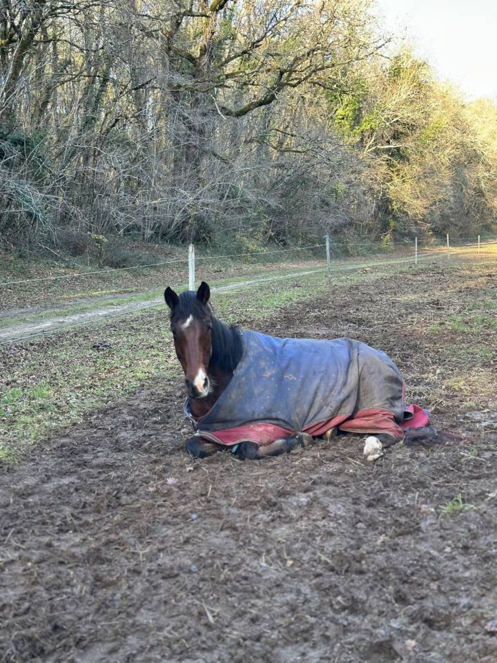 Cheval &agrave; vendre ou confiage 