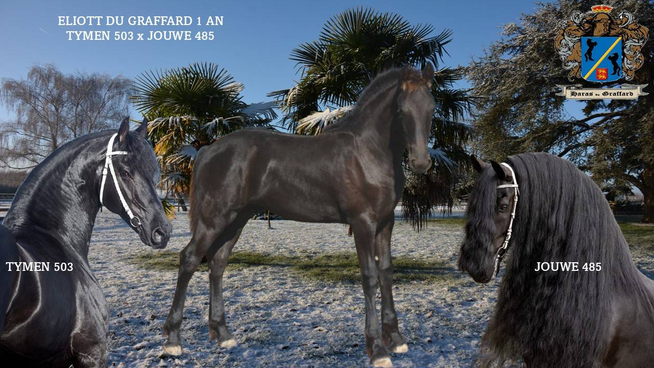 Poulain frison Eliott 1 an