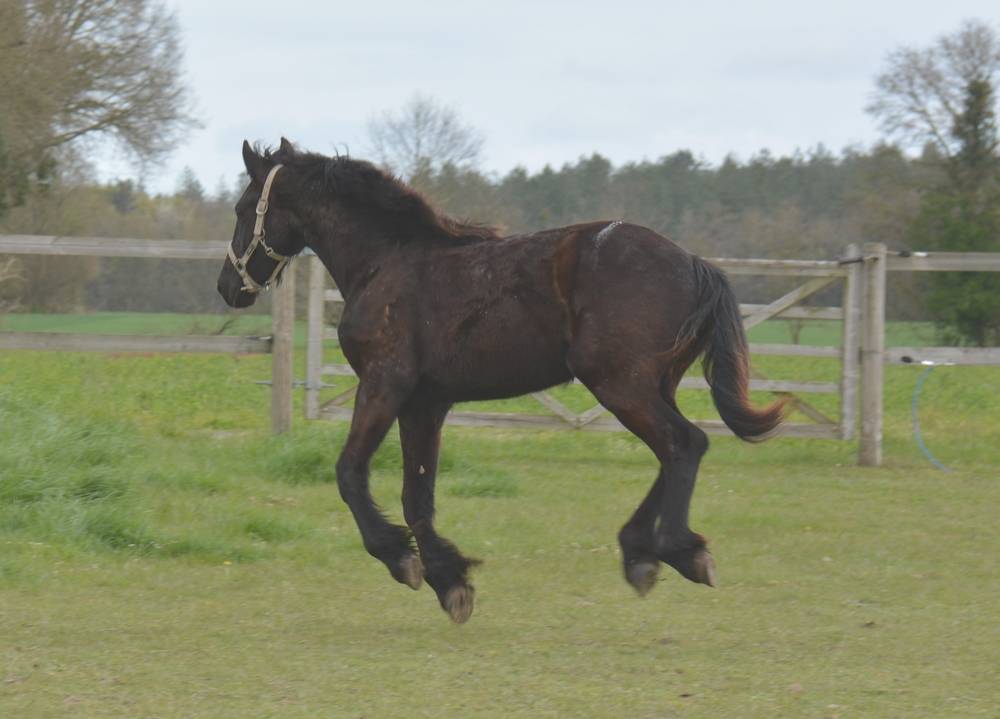 Poulain frison Eliott 1 an