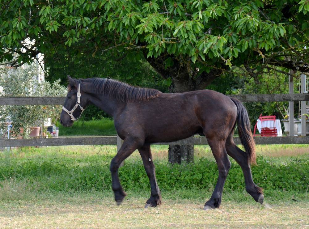 Poulain frison Eliott 1 an