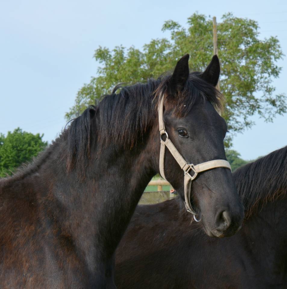 Poulain frison Eliott 1 an