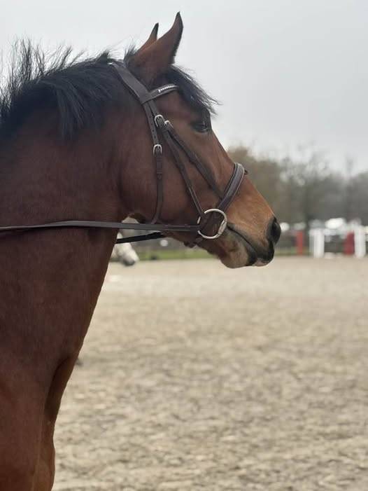 excellent cheval 160cm 6 ans (cheval de sport belge)