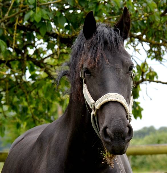 jument frison ster AA :8 ans pleine de JOUWE 485 