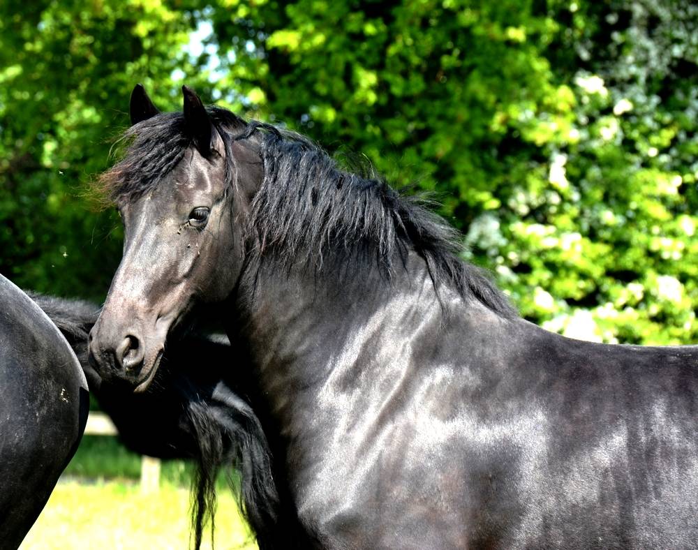 jument frison ster AA :8 ans pleine de JOUWE 485 