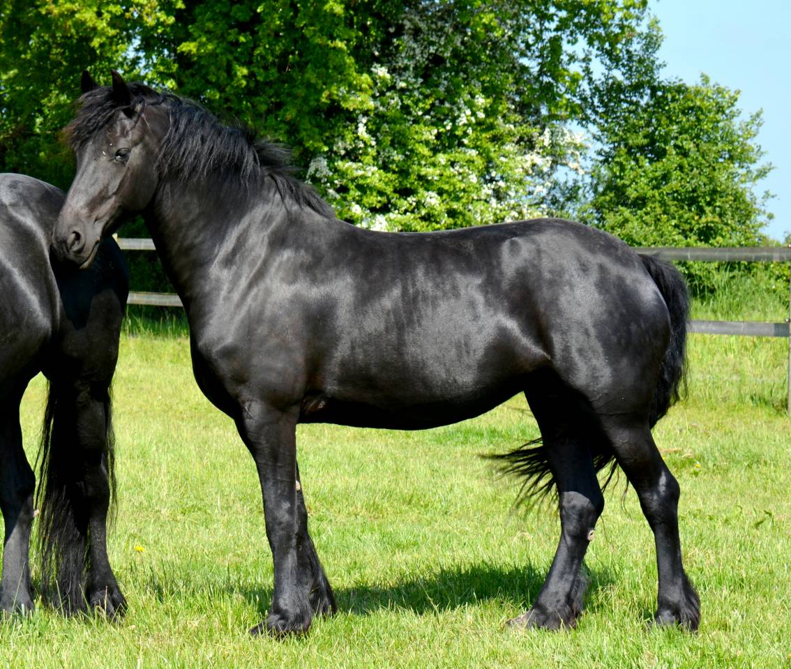 jument frison ster AA :8 ans pleine de JOUWE 485 