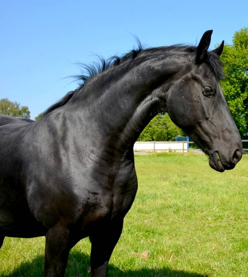 jument frison ster AA :8 ans pleine de JOUWE 485 