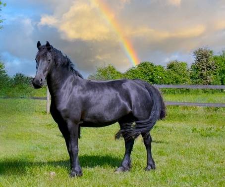 jument frison ster AA :8 ans pleine de JOUWE 485 