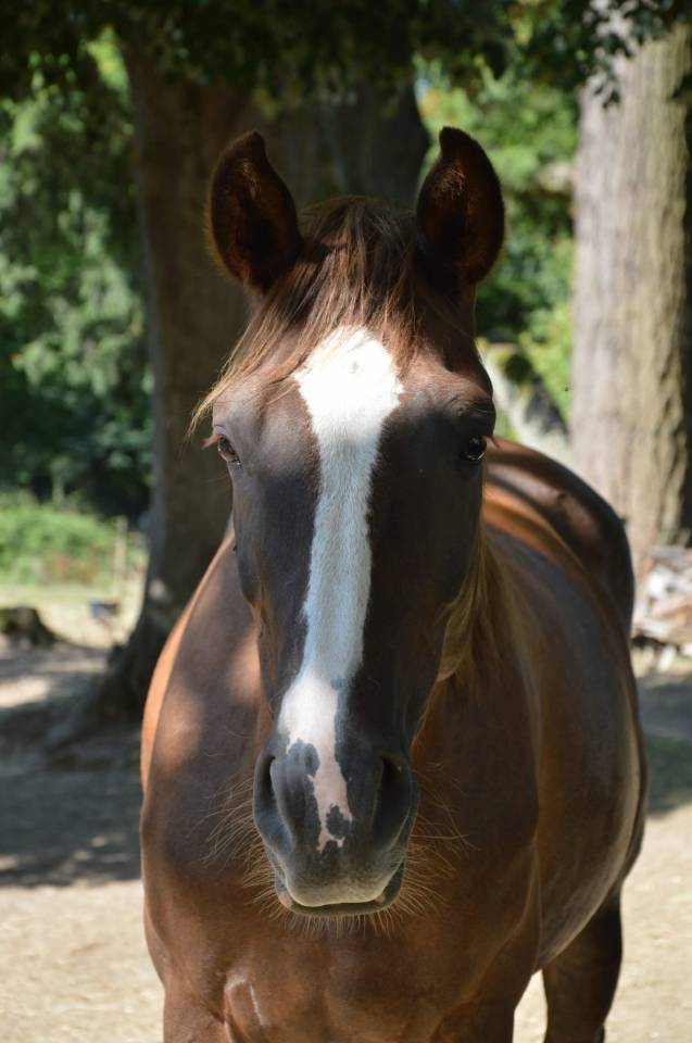 Hongre alezan 5 ans fils de IRISH L'HAMANDOUR SFA