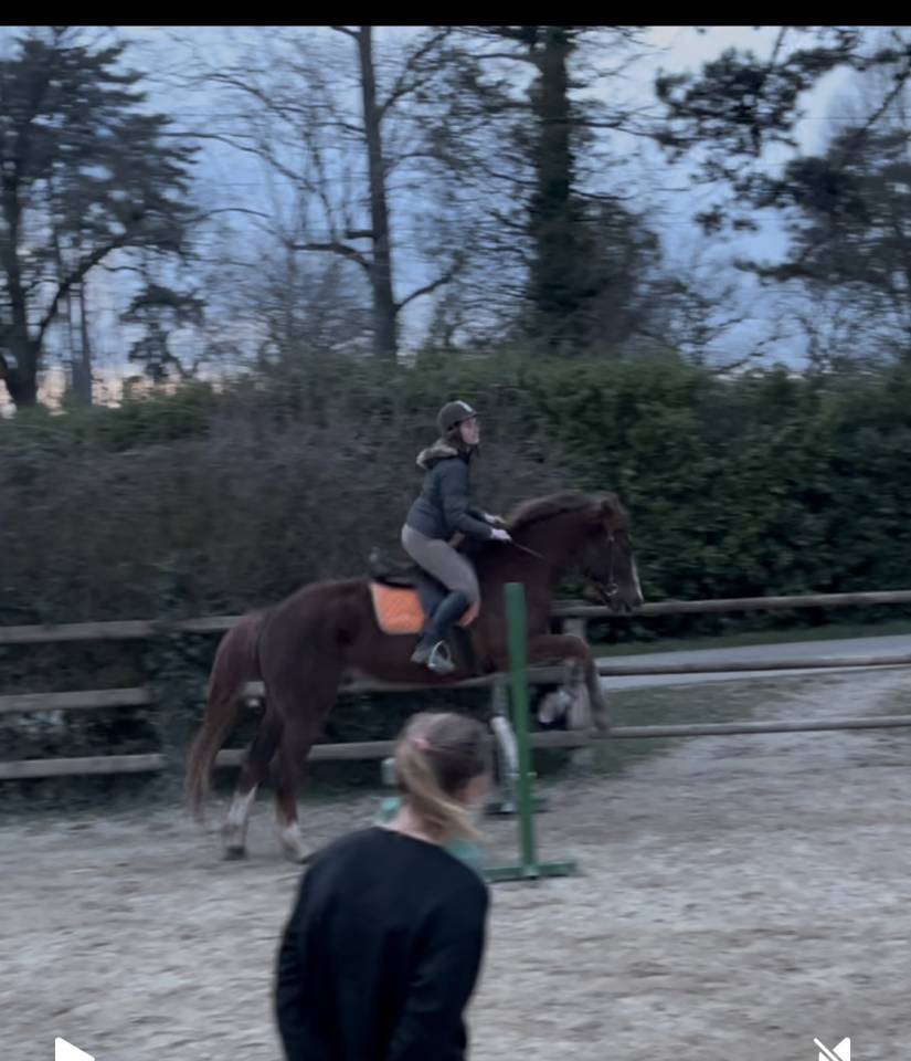 Hongre alezan 5 ans fils de IRISH L'HAMANDOUR SFA