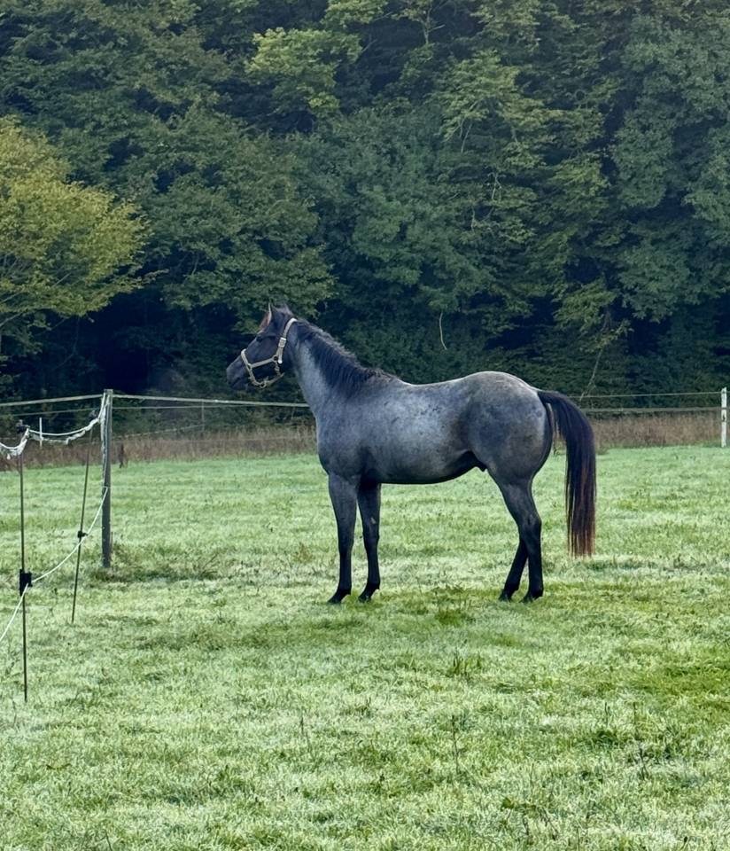 &Eacute;talon QH bleu roan 