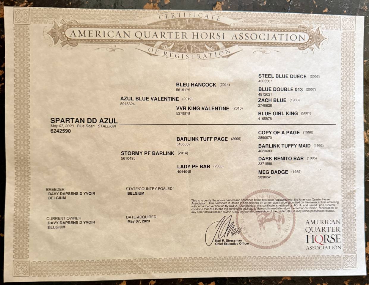 &Eacute;talon QH bleu roan 