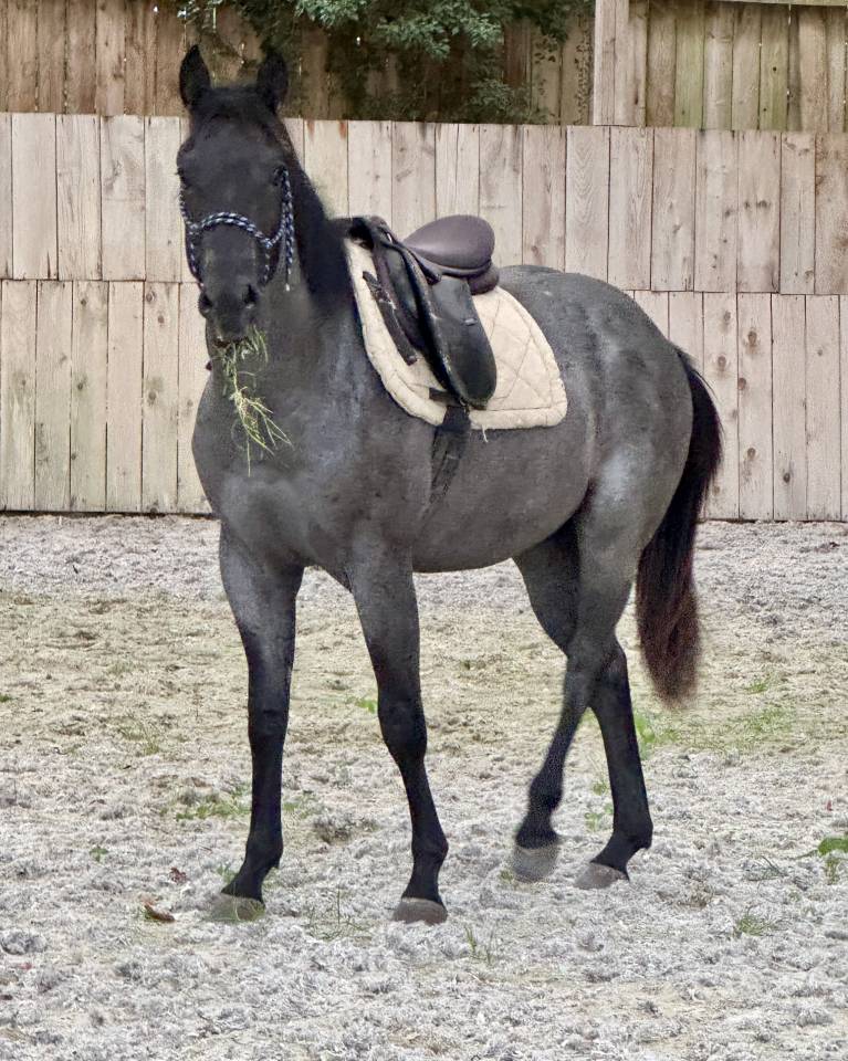 &Eacute;talon QH bleu roan 