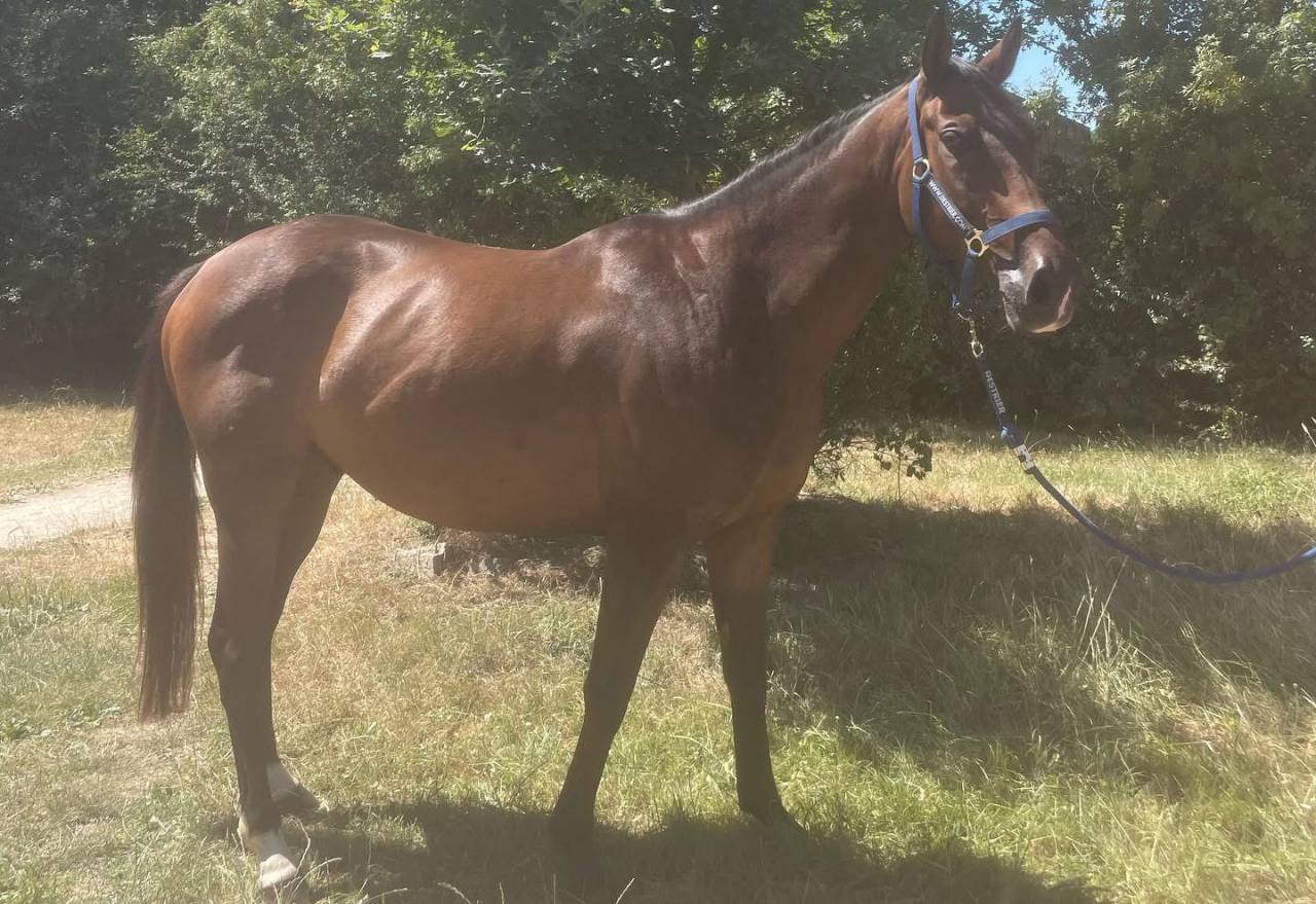 Cheval &agrave; vendre Kamvil