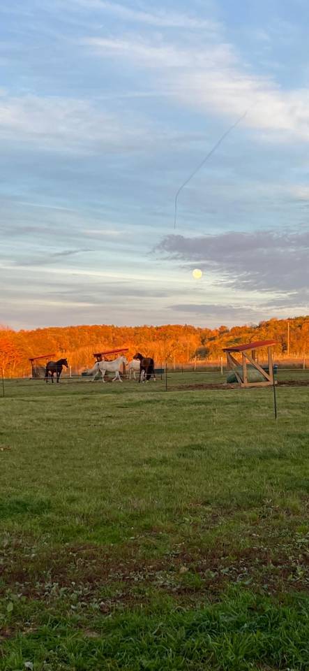 Pension box paddock pr&eacute; int&eacute;gral - 77 Seine et Marne