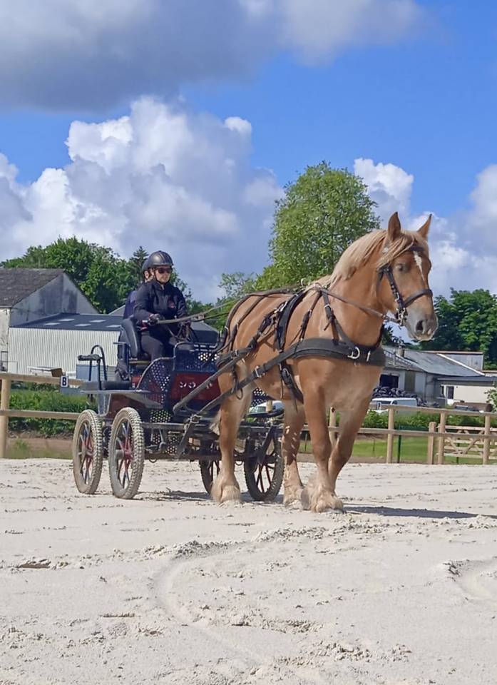 jument de trait ardennais 