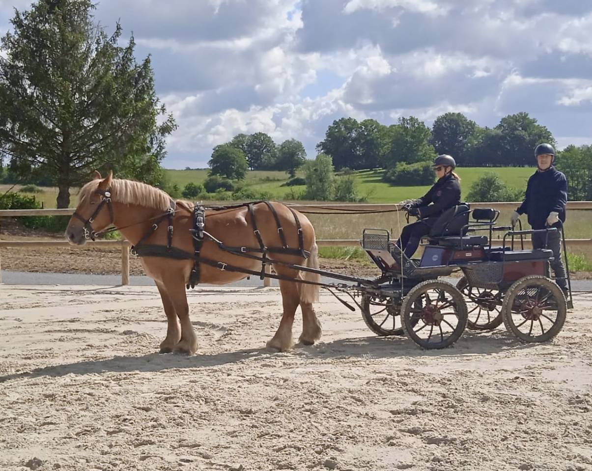 jument de trait ardennais 